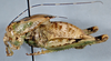 CollectionObject 2597112; 555f9ee1-1ce3-42e8-9607-7e17d415fe62, CAS Entomology type 20384: male, lateral view (holotype). (CollectionObject).