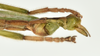 CollectionObject 1562806; deb04e5f-3a12-4262-8319-4616825efe3b: copyright QMBA. male: end of abdomen, lateral view (paratype). (CollectionObject).