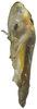 Habitus, lateral view on Anufrievia anchoroides Lin & Zhang, 2021: (Observation).