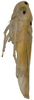 Habitus, lateral view on Cassianeura cassiae (Ahmed, 1970): (Observation).