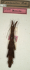 CollectionObject 1559188; NMW 718, 88d9e3fa-4977-4096-8ab6-6f9766541596: copyright NMW, Vienna. female of Hypocyrtus postpositus (holotype). (CollectionObject).