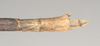 CollectionObject 1558126; NHMUK(SF IMPORT DUPLICATE) 844529, f17eebe6-fbee-4f8b-8d6d-e9faec8489db: copyright Natural History Museum, London. female: end of abdomen, dorsal view (holotype). (CollectionObject).