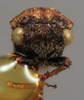 Head on Brachycentrotus hirsutus (Metcalf & Bruner, 1925): (Observation).