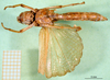 CollectionObject 1500954; 8b51cf6e-efaf-432f-94a9-df95275fe9b3, DORSA BA000329S01: female, ventral view (holotype). (CollectionObject).