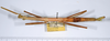 CollectionObject 1581293; 1a11edb2-714a-4fd7-9496-cb81bb855e5e: copyright ANSP. female, dorsal view (paratype). (CollectionObject).;CollectionObject 1581294; f2acaebc-8a19-4437-8ef4-92d5a5730f9d: copyright ANSP. female, dorsal view (paratype). (CollectionObject).