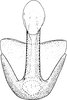 Aedeagus, ventral view: Aedeagus, ventral view. (Observation).