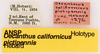 CollectionObject 1523067; f484bfce-23e3-4d90-9f32-e4b5b4c0ddd9: Male, labels (holotype). (CollectionObject).