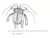 Other on [Delphax] conspicua Horváth, 1904: (Observation).