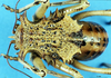 CollectionObject 1475458; b12a5578-b985-4463-9c13-bad7d10ad350: male, dorsal view (syntype of Acanthoproctus elaphos). (CollectionObject).