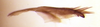 Pygofer, dorsal view on Arapona vallea DeLong, 1979: Male holotype [OSU]: lateral lobe of pygofer, dorsal view. (Observation).