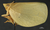 Chlorochara vivida avivida (Caldwell, 1951): (Otu).