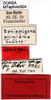 labels (paratype of Ephippiger vicheti). Depicts CollectionObject 1521441; e217ac93-9f1b-4a8f-bd82-efee134d3a77, a CollectionObject.