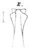 Corynorhynchus radula (Klug, 1820): Pl. 4, Fig. 4 E. female rostrum. (Otu).