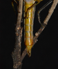 Temnomastax tigris (Burr, 1899): female subgenital plate, ventral view. (Otu).