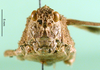 CollectionObject 1502059; 68b65e08-45aa-48d1-89e7-602139d6a72f: female, frontal view (allotype of Asiotmethis limbatus motasi). (CollectionObject).