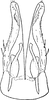 Subgenital plate: !! display not done !! on Alnetoidia (Alnetoidia) Dlabola, 1958: Subgenital plates (A. alneti Dhlb.). (Observation).