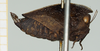 CollectionObject 1582274; bc340c65-db73-4c0d-8141-f0f4642e4b27, NHMUK10924412: female, lateral view (paratype of Deltonotus tectiformis). (CollectionObject).
