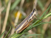 Scotussa lemniscata (Stål, 1861): female (Argentina, La Pampa, Carhue). (Otu).