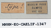 CollectionObject 1540646; a3e29908-4e3c-4977-a2a8-d7b229d4c686: female, labels (syntype of Ommexecha lugubris). (CollectionObject).