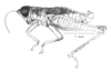 Salvadoracris nigritus Matiotti da Costa & Silva Carvalho, 2006: Fig. 1A. male, habitus. (Otu).