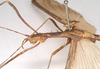 CollectionObject 1590160; f26e54d3-06f5-4eac-91a1-e629f092c270: copyright Natural History Museum, London. male: head and thorax, lateral view (syntype). (CollectionObject).