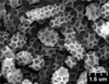Brochosomes on Cuerna alpina Oman & Beamer, 1944: CR459 | U.S.A., South Dakota, Vermillion, 5-IV-1956, W. M. Hantsbarger | SDSU. (Observation).