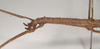 CollectionObject 1559624; NHMUK(SF IMPORT DUPLICATE) 844658, 15df20e6-7784-4c63-aa78-81f965258aae: copyright Natural History Museum, London. female: head and thorax, lateral view (lectotype). (CollectionObject).