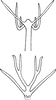 Aedeagus, ventral view on Edwardsiana ishidai (Matsumura, 1932): Aedeagus, ventral view (after Wagner). (Observation).