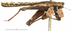 CollectionObject 1538310; 1e2bb370-ffb0-4e43-9079-f72f8ec5e211: male, lateral view (holotype of Tetrix cnemidotus). (CollectionObject).