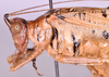 CollectionObject 1583378; b6be02dd-43cc-4d6b-a4fd-6e59feac4d45: male, head and pronotum lateral view (paratype). (CollectionObject).