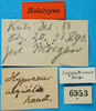 CollectionObject 1500810; 7de78705-ec03-4586-b8be-0237ffa364e4, MfN 6553: labels (holotype). (CollectionObject).