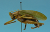 CollectionObject 1542979; b2cd88c6-3425-44f4-a5ec-5d8c3a0a6e9f: male, lateral view (holotype). (CollectionObject).