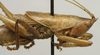 CollectionObject 1534991; 4c15cd85-5922-4c2d-ba6d-a31f2791f655: male pronotum, lateral view (syntype). (CollectionObject).