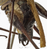 CollectionObject 1529771; a2292b67-204e-42db-8f84-f00bd5dfa41f: male cerci (holotype). (CollectionObject).
