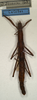 CollectionObject 1558466; NMW 732, ec277571-35df-4d77-9839-5092036d5b83: copyright NMW, Vienna. female of Dimorphodes sarasini (holotype). (CollectionObject).