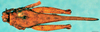 CollectionObject 1567566; 1c0a00a7-4076-4246-a1d6-217c015b7a8c: male, dorsal view. (CollectionObject).