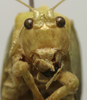 CollectionObject 1535080; 54cea738-b1ba-4078-a2d3-0918f7bda15a: female face (lectotype). (CollectionObject).