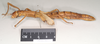 CollectionObject 1559739; 5af4de94-1acf-4d4e-8592-187154a1ab36: copyright Natural History Museum, London. female, lateral view of Platycrania alpheus (paralectotype). (CollectionObject).;CollectionObject 1559740; 15a8e9e2-4bb7-4d24-a7ee-06bf976abf6a: copyright Natural History Museum, London. female, lateral view of Platycrania alpheus (paralectotype). (CollectionObject).