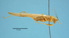 CollectionObject 1542971; 283b6f4c-b73c-4516-affd-80120bfc2cfe: male, body lateral view (syntype). (CollectionObject).