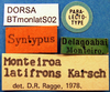 CollectionObject 1501765; 26145a67-7ba7-49dd-99e5-da8529691450: labels (paralectotype). (CollectionObject).