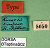 CollectionObject 1502047; 49825a85-4a73-4d39-bcc6-4be1c4f086c6: labels (syntype). (CollectionObject).