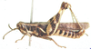Anomalocatantops furcicercus Jago, 1984: male, lateral view. (Otu).