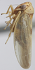 Habitus, lateral view: !! display not done !! on Agalliopsis (Agalliopsis) novella (Say, 1831): Lateral. (Observation).