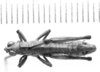 CollectionObject 1523773; 1fce6014-41cc-4544-86bc-39949d7a1bb2: male, dorsal view (holotype). (CollectionObject).