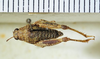CollectionObject 1521307; 7d104978-a72e-495a-b745-e37b6b84d1ed: female, dorsal view (paratype). (CollectionObject).