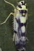 Habitus, dorsal view: !! display not done !! on Eupteryx (Eupteryx) atropunctata (Goeze, 1778): Habitus (male). (Observation).