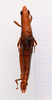 CollectionObject 2057250; 5288eaca-fc9e-4b4f-9fab-135c9363c5fd, CNMS 5353: female, dorsal view (paratype). (CollectionObject).