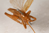 CollectionObject 1531179; 5fb7ec68-e649-4af4-9a8f-1e1c7b313b5a: male, dorsal view (syntype). (CollectionObject).