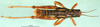 CollectionObject 1502131; b6ab4cde-9ad6-4172-acc1-7969e26f4fc5: male, dorsal view (paratype). (CollectionObject).