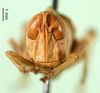 CollectionObject 1500944; 868f08be-b69d-4e3e-8fd5-9584caa2a782: female, frontal view (syntype of Symbellia stigmatica). (CollectionObject).